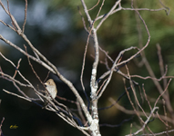 Indigo Bunting